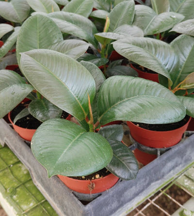 Sofia Rubber Ficus